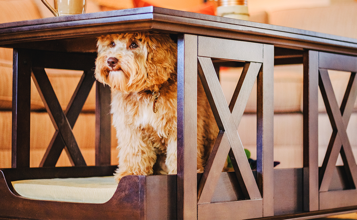 Dog bed, coffee table, pet bed, pets, living room