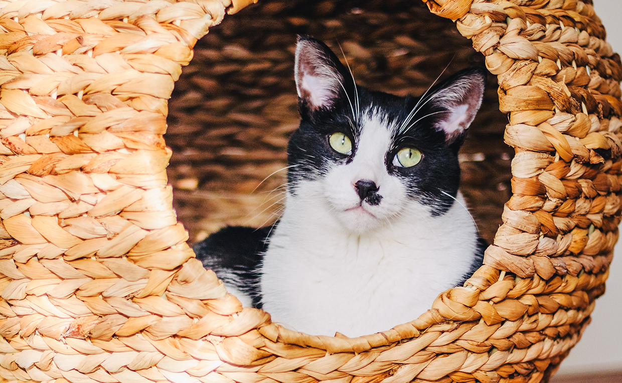 Modern cat tower, cat furniture, living room